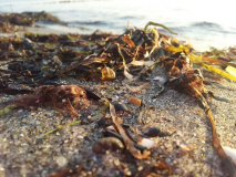 goldenes Strandgut