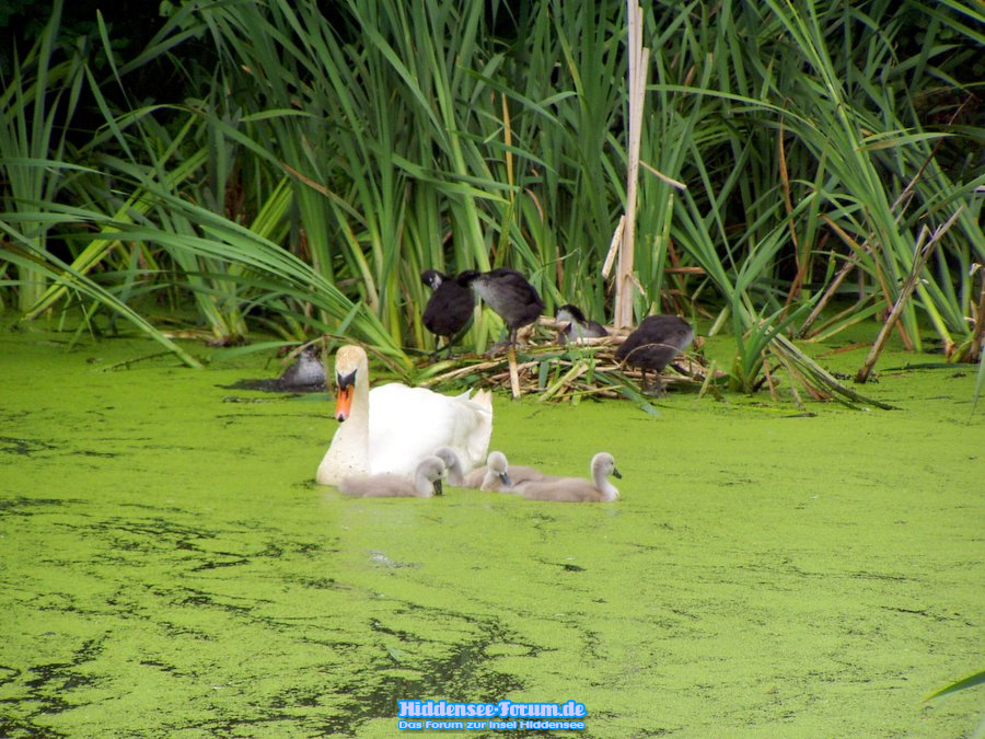 Haubentaucher und Schwäne auf dem Teich in Kloster