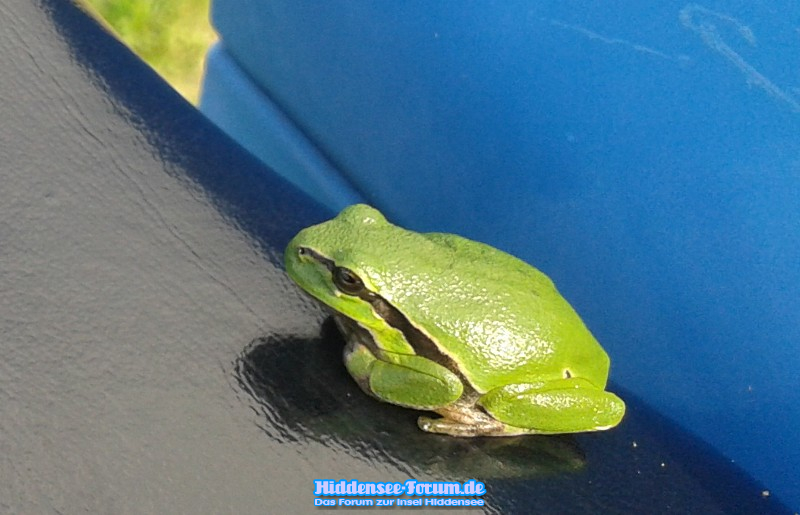 2013-09-19 Laubfrosch