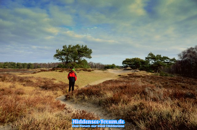 Heide im Februar