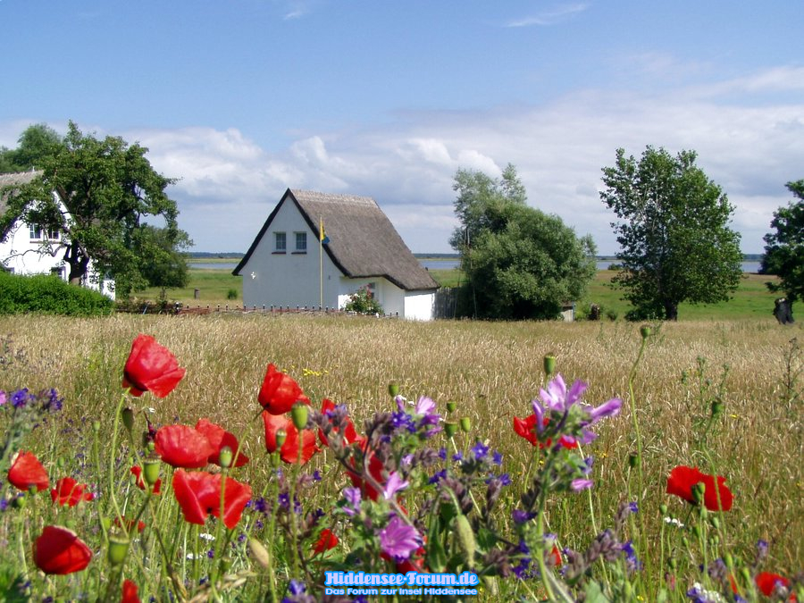 Blick zum Bodden in Grieben
