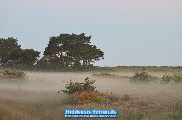 Bodennebel am Deich