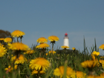 Frühling am Dornbusch