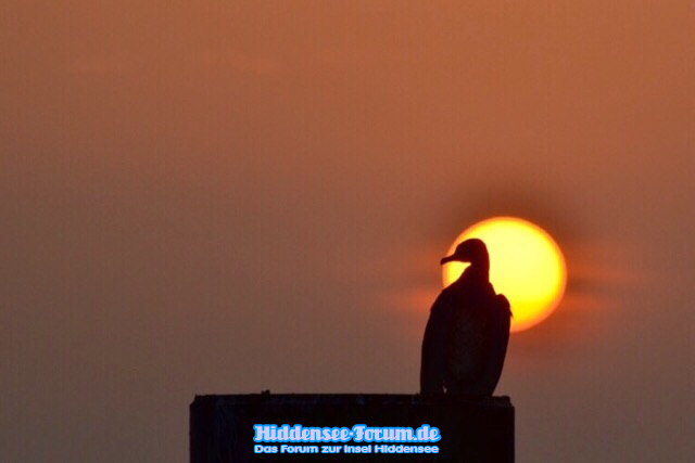 Kormoran im Licht der aufgehenden Sonne