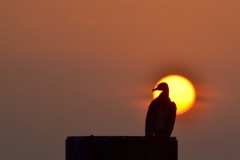 Kormoran im Licht der aufgehenden Sonne