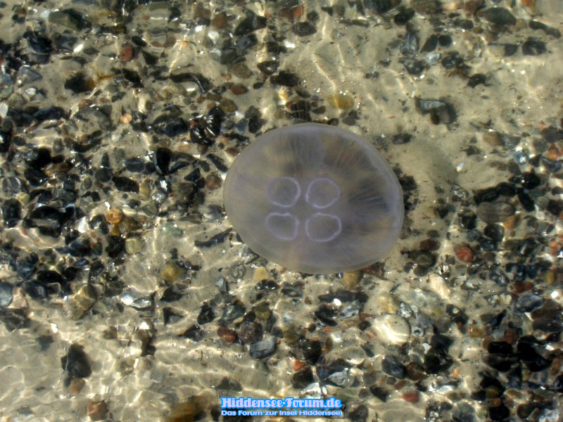 Quallen im Wasser