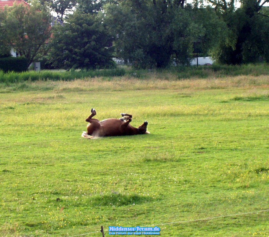 So gut hat es ein Pferd gegen 4.30 Uhr in Vitte