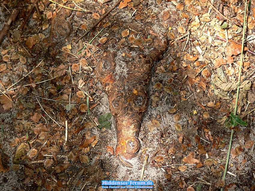 Krokodil im Dornbusch