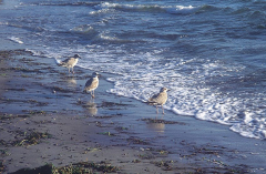 Am Strand von Vitte...