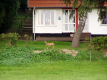 Das kleine Reh wagte sich bis zum Haus vor