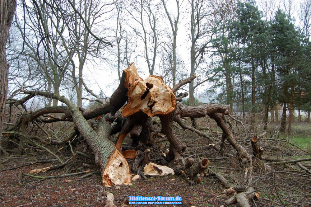 Die abgebrochenen Äste der alten Klosterlinde im Pfarrgarten