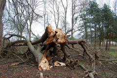 Die abgebrochenen Äste der alten Klosterlinde im Pfarrgarten