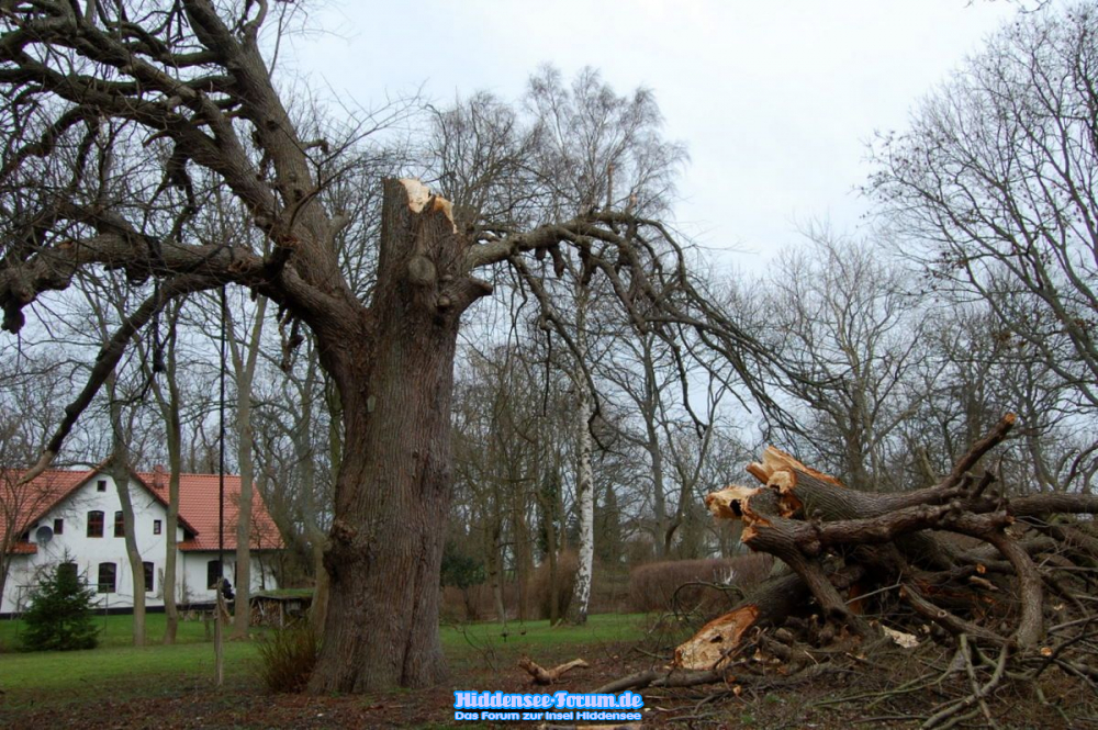 Die  Klosterlinde nach dem Sturm