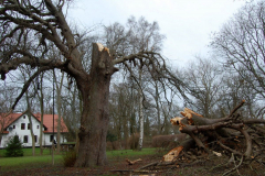 Die  Klosterlinde nach dem Sturm