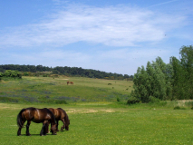 Urlaub auf der Weide....