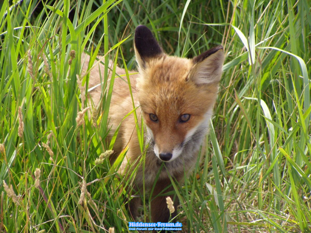 Ein etwas neugieriger junger Fuchs in Vitte