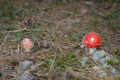 Ein Männlein steht im Walde ....