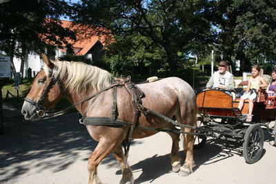 ürgen Münzner ist mit seiner Kutsche im Zentrum von Kloster unterwegs. Wie lange darf er das noch? <br />© Chris-Marco Herold
