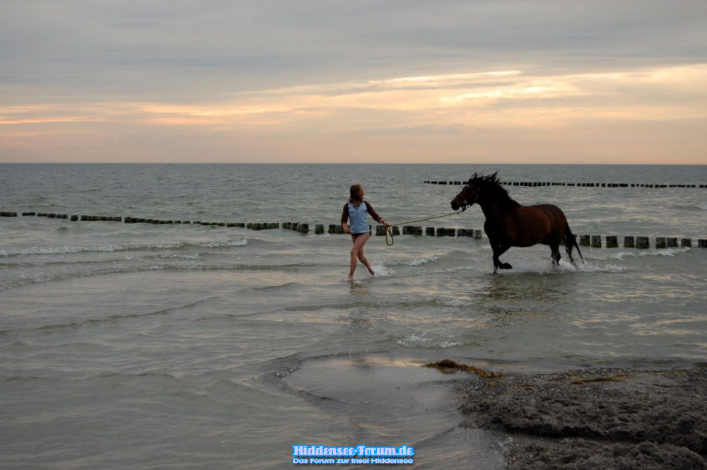 Pferd und Reiterin beim baden in der Ostsee