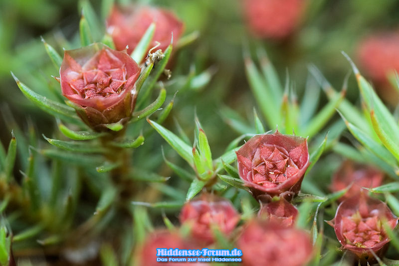 Blüten in der Heide