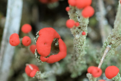 Cladonia spec.