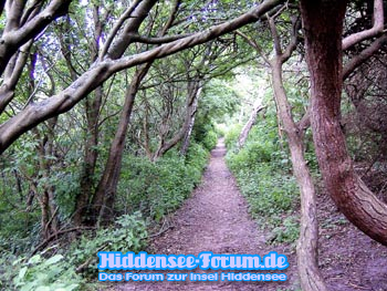 Spazierweg im Dornbuschwald