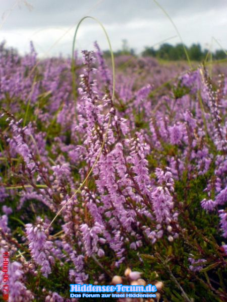 Die Heide in der blüte.