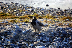 Eine Vogelpause