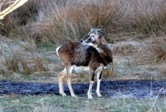 Mufflonbock