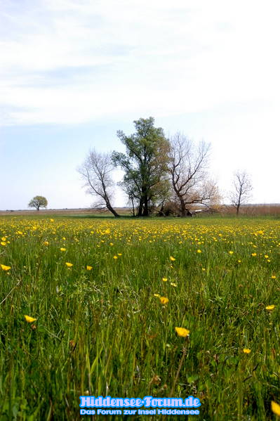 Landschaft 2009