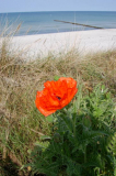 Mohn am Strand