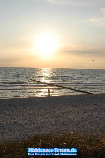 Mohn am Strand Vitte