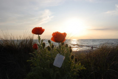 Mohn am Strand Vitte