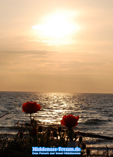 Mohn am Strand Vitte