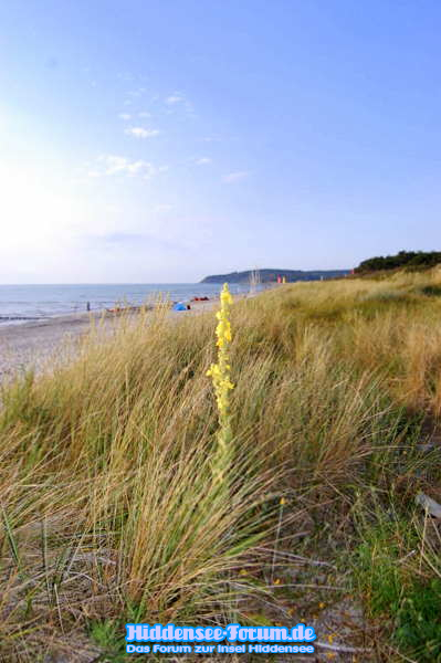 Königskerze am Strand in Vitte