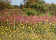 auf dem durch die Heide