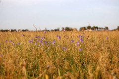 Glockenblumen in der NATUR