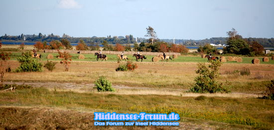 Reiten auf Hiddensee