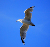 Möve auf Hiddensee 2