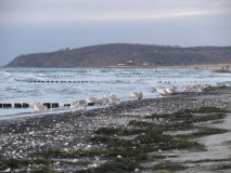 Möwen am Strand im Dezember 2009