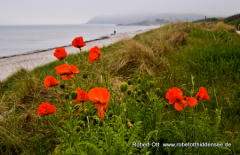 Mohn am Strand