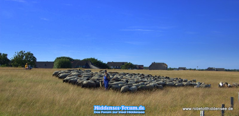 der Schäfer von Hiddensee