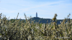 Hiddensee blüht auf