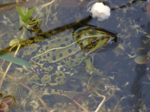 Frosch