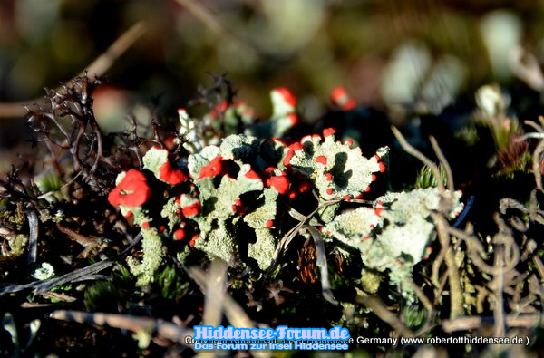 Knallig in der Heide ( Februar)