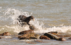 Fischotter vor Hiddensee