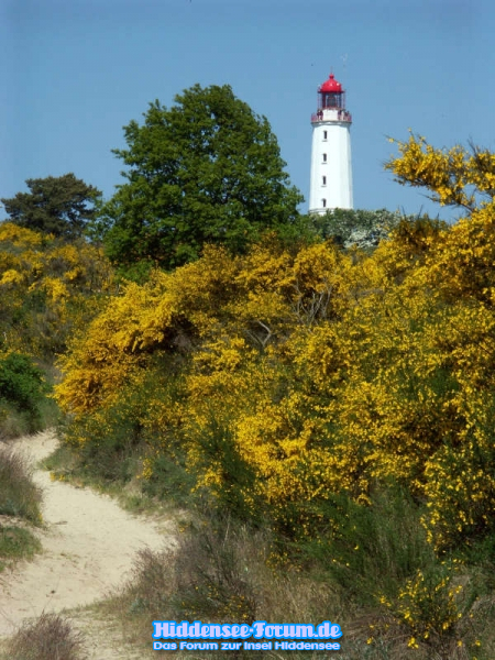 Ginsterturm