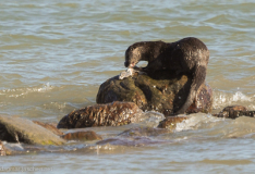 Fischotter vor Hiddensee