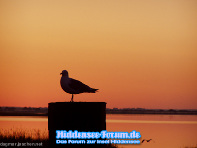 Morgens am Bodden