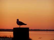 Morgens am Bodden